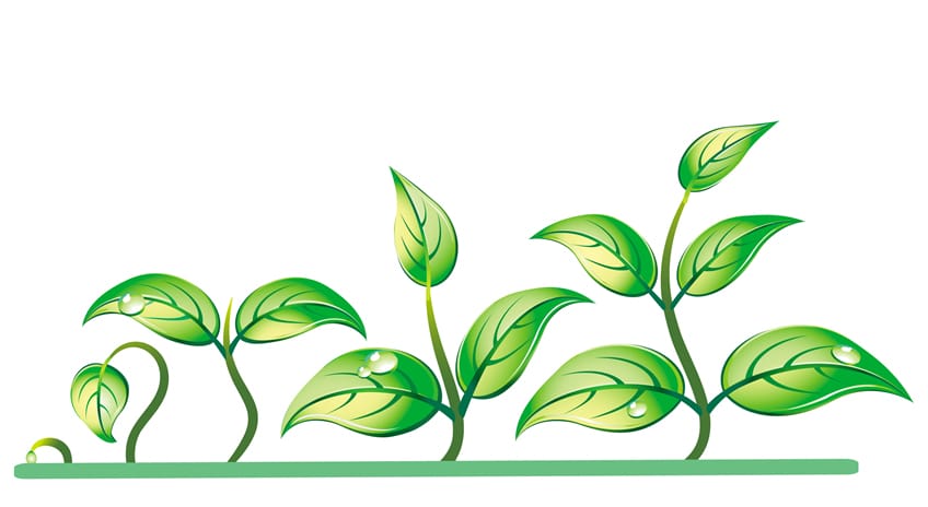 What Is Growth And How Is It Accomplished? growth
