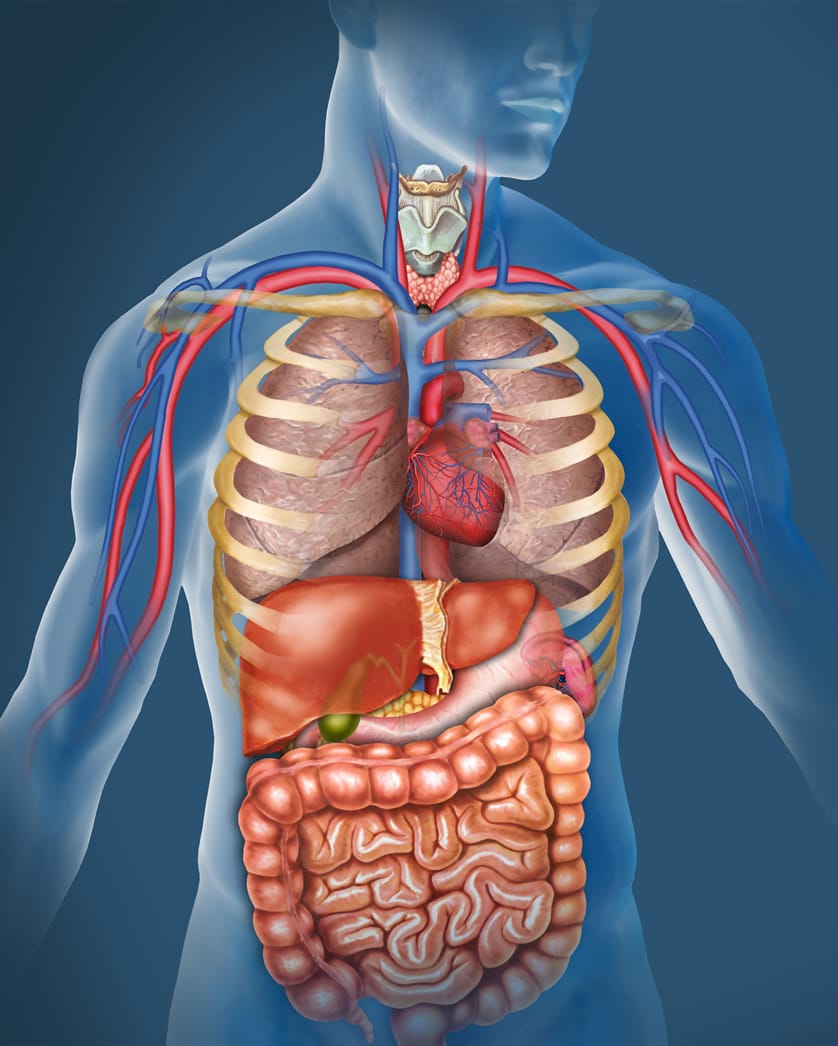 How Do Websites Function Like A Human Body? human body